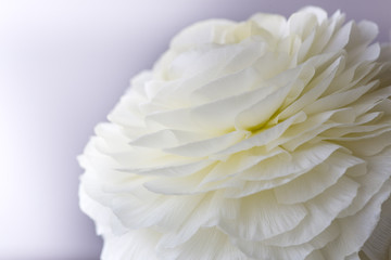 Peony flower. Flowers background for your spring design concept