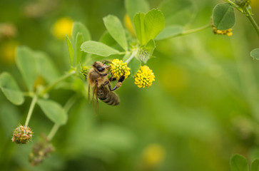 Biene sammelt Honig in gelben Blüten