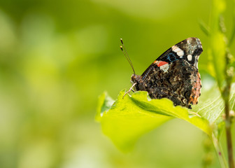 Schmetterling bunt