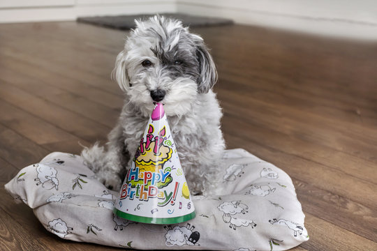 poodle dog with  birthday hat in the mouth 