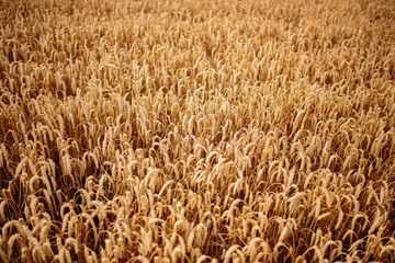 in the Cornfield