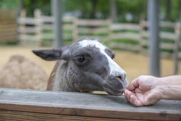 Cute llama animal, llama with long eyelashes