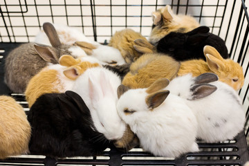 group of young rabbits