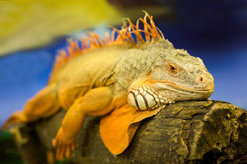 iguana adult sunning himself on a tree