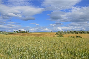 Tuscan field with olive grove