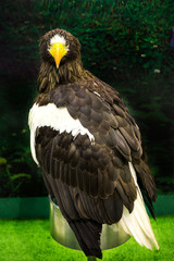 Portrait of a Golden Eagle Aquila chrysaetos