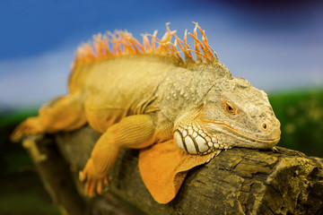iguana adult sunning himself on a tree