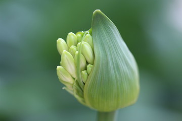 botones © roselosfoto