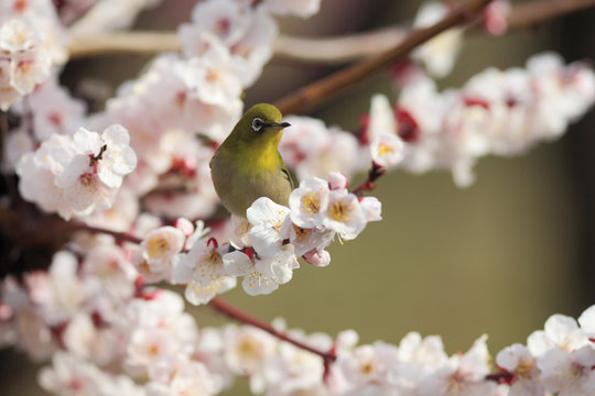 Japanese white-eye and plum blossoms