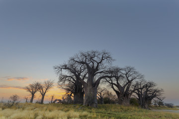 Naklejka na ściany i meble Baines Baobab trees