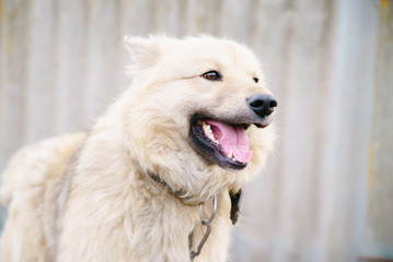 Obraz premium A dog on a chain