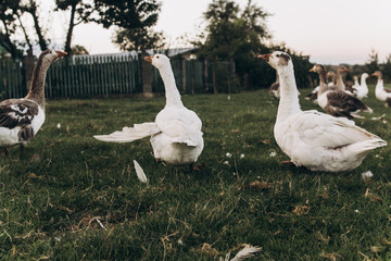 geese grazing in green summer grassland. group of goose with white grey feathers in countryside farmland. farm birds in field in village.