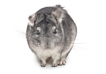 Chinchilla, in front