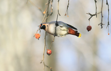 bird the Waxwing hanging on a branch with apples in the Park on a Sunny day