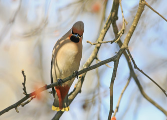 funny bird cherry bird with Pappus sitting on a branch in the forest