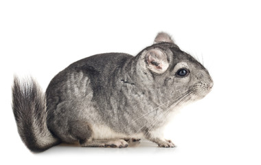 Young grey Chinchilla, side view