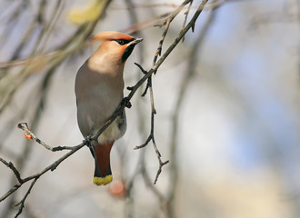 portrait of funny beautiful  waxwings sitting on a branch