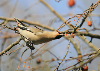  Waxwing eating the frozen apples in the Park