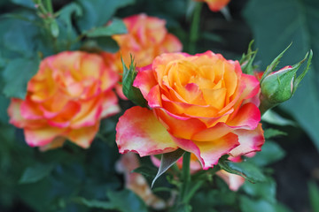 Yellow roses with pink edges_