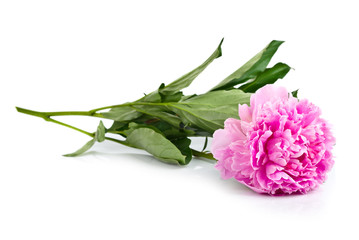 Pink peony isolated