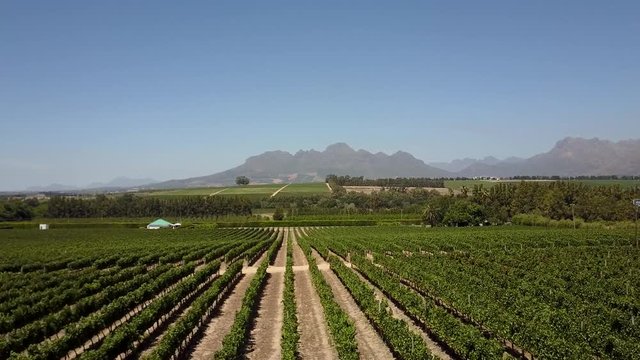 Aerial flight over vineyard beautiful wine field where grapes are grown the plantation of grape-bearing vines grown mainly for winemaking but also raisins table grapes and non-alcoholic grape juice 4k