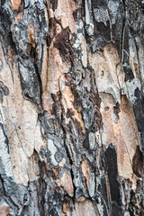 Bark of pine close. Natural texture and background