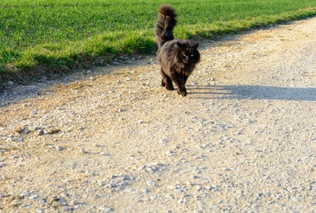 Schwarze Katze marschiert auf dem Weg