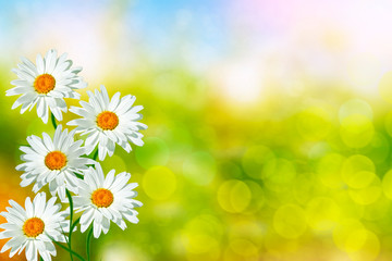 Fleurs de marguerite blanches lumineuses sur fond de paysage d& 39 été.