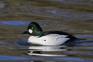 Common goldeneye (Bucephala clangula)