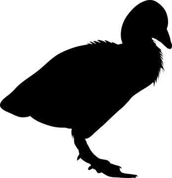 recommend clip art: Silhouette of a grayleg goose chicken - digitally hand drawn vector illustration