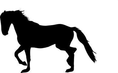 Fototapeta na wymiar Silhouette of a garub desert wild horse - digitally hand drawn vector illustration