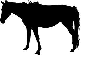 Silhouette of a garub desert wild horse - digitally hand drawn vector illustration