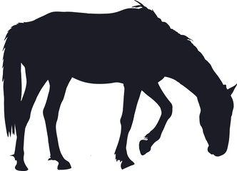 Silhouette of a garub desert wild horse - digitally hand drawn vector illustration