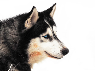 Husky face soiled with blood. Isolated portrait of a dog on white. Snarling angry dog on a leash. Mad