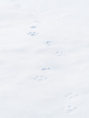 Traces of a big dog in the snow, footprints on the ice crust. Snow background