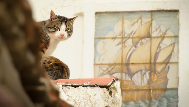 el gato pirata