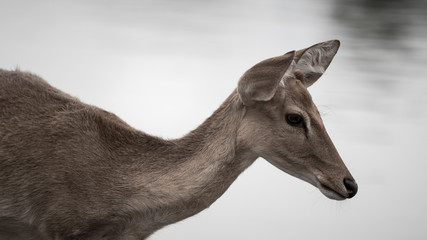 Naklejka premium Deer in zoo