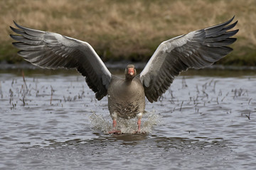 Greylag goose (Anser anser)