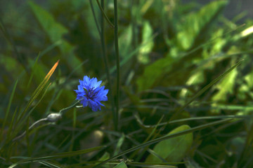 Die blaue Kornblume