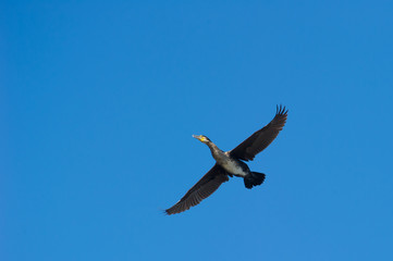 cormorán volando