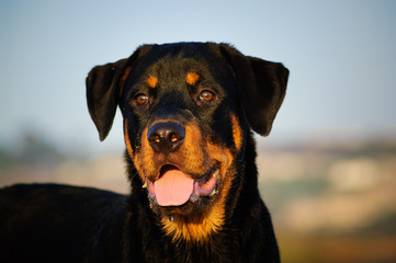 Portrait of young Rottweiler dog