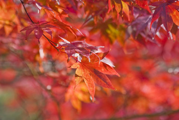 Colors of autumn background. Japanese maple tree leaves in sunlight, shallow depth of field focus on front. Horizontal shot.