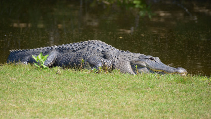 Alligator Basking in the Sun