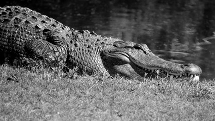 Alligator Basking in the Sun