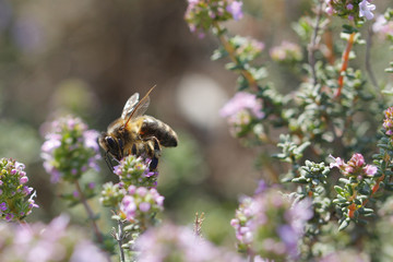 Thyme flower and bee