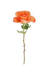 Orange rose on white - 140825578