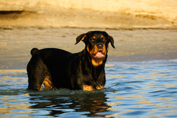 Rottweiler dog standing in water