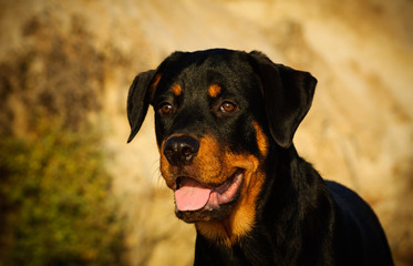 Rottweiler dog portrait against natural background