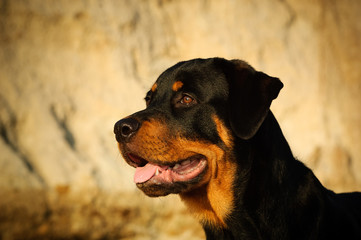 Rottweiler dog head shot