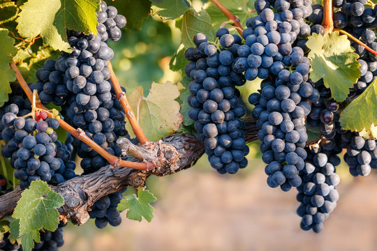 Multiple bunches of red wine grapes ripening on vine with warm background.